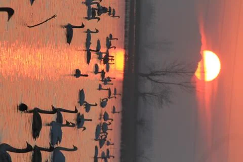 Swans lake Stock Photos