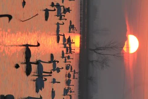 Swans lake Stock Photos