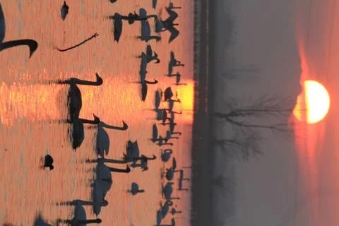 Swans lake Stock Photos