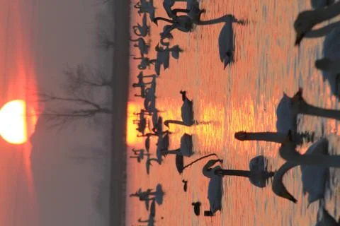 Swans lake Stock Photos