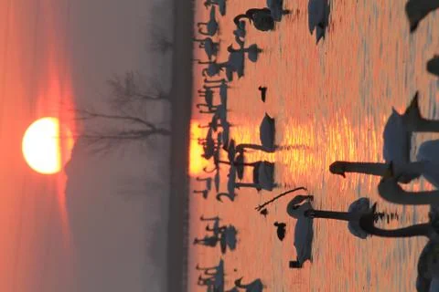 Swans lake Stock Photos