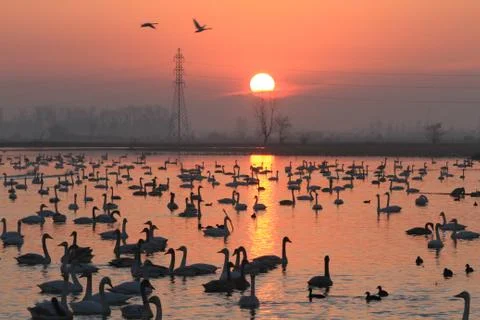 Swans lake Stock Photos