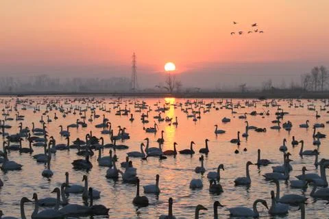 Swans lake Stock Photos