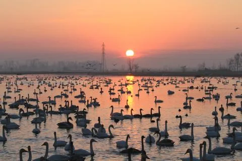 Swans lake Stock Photos