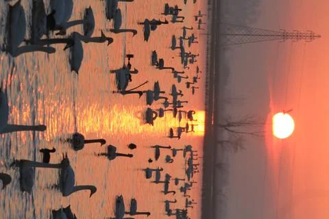 Swans lake Stock Photos