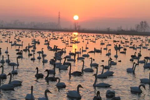 Swans lake Stock Photos
