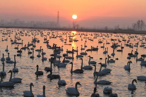 Swans lake Stock Photos