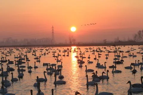 Swans lake Stock Photos