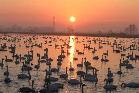 Swans lake Stock Photos