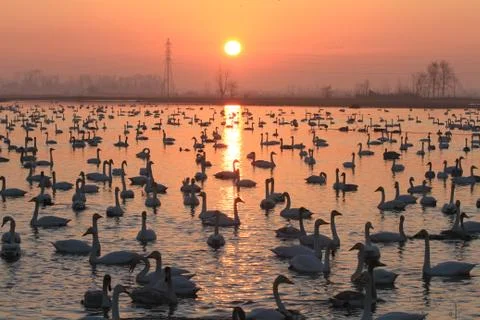Swans lake Stock Photos