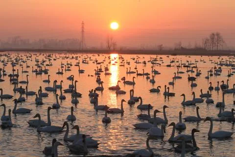 Swans lake Stock Photos