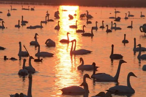 Swans lake Stock Photos