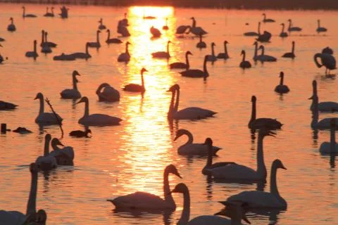 Swans lake Stock Photos