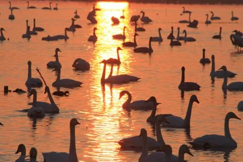 Swans lake Stock Photos