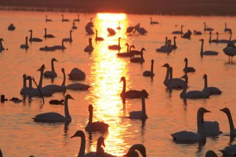 Swans lake Stock Photos