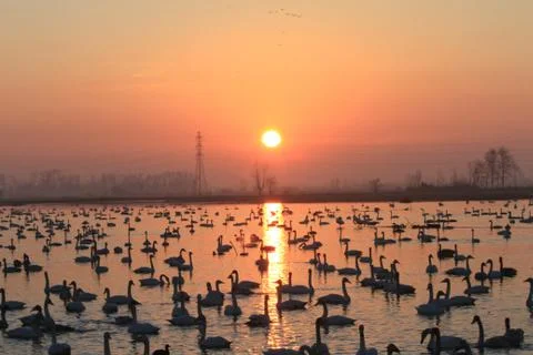 Swans lake Stock Photos
