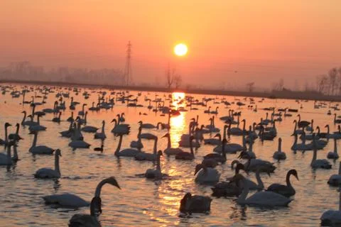 Swans lake Stock Photos