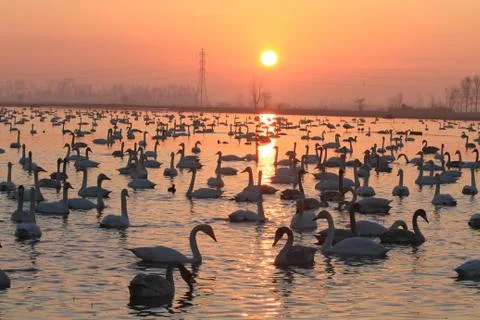 Swans lake Stock Photos