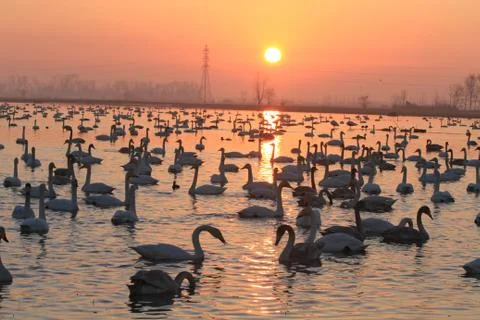 Swans lake Stock Photos