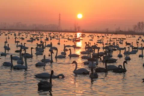 Swans lake Stock Photos