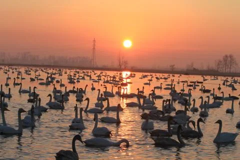 Swans lake Stock Photos
