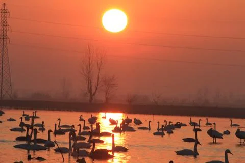 Swans lake Stock Photos