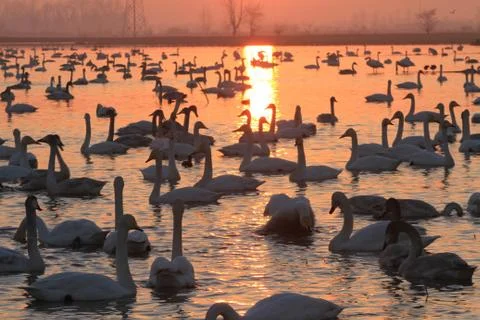Swans lake Stock Photos