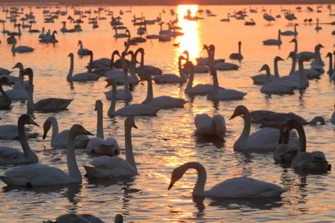 Swans lake Stock Photos
