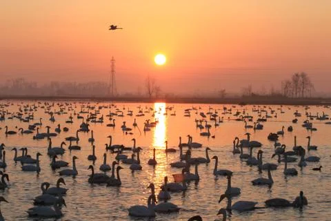 Swans lake Stock Photos