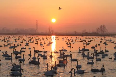 Swans lake Stock Photos