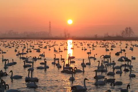 Swans lake Stock Photos