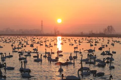 Swans lake Stock Photos