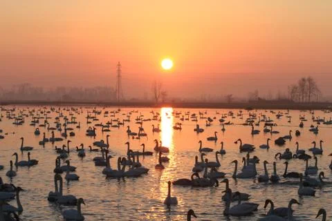 Swans lake Stock Photos