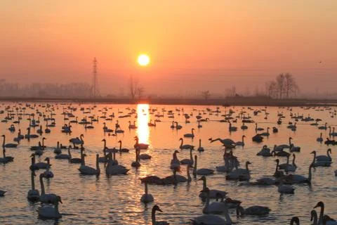 Swans lake Stock Photos