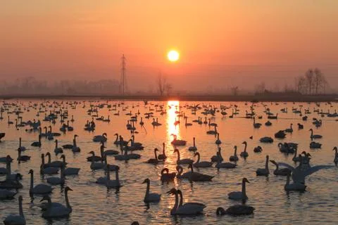 Swans lake Stock Photos