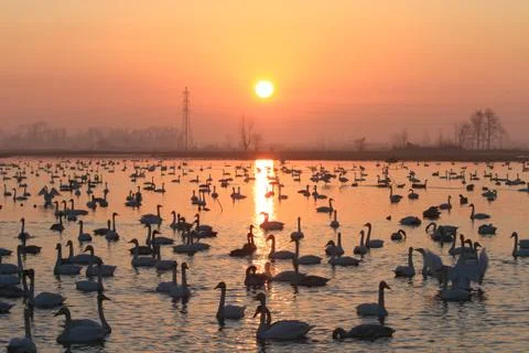 Swans lake Stock Photos
