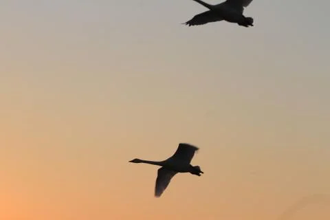 Swans lake Stock Photos