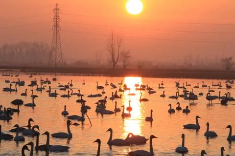 Swans lake Stock Photos