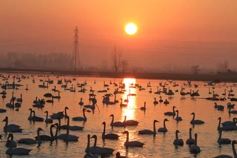 Swans lake Stock Photos