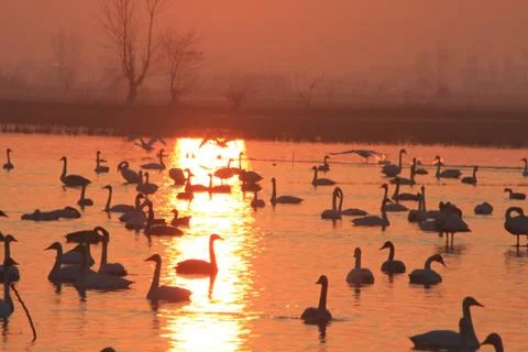 Swans lake Stock Photos