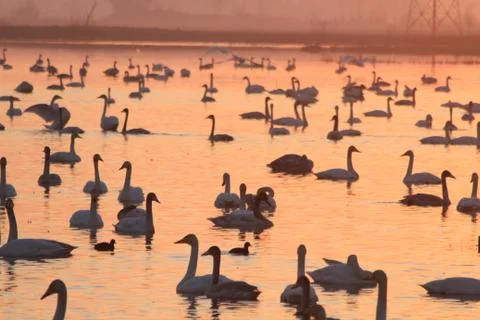 Swans lake Stock Photos