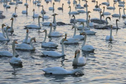 Swans lake Stock Photos