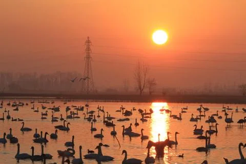 Swans lake Stock Photos