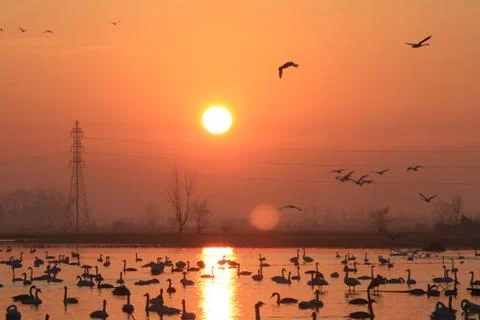 Swans lake Stock Photos