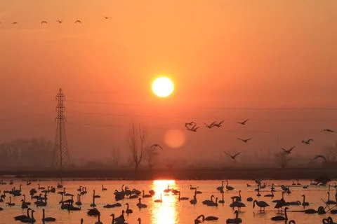 Swans lake Stock Photos