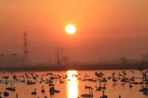 Swans lake Stock Photos