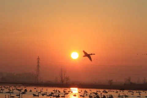 Swans lake Stock Photos
