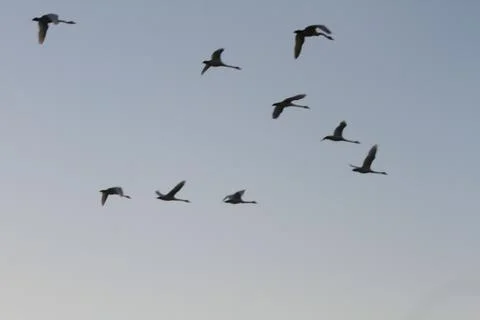 Swans lake Stock Photos