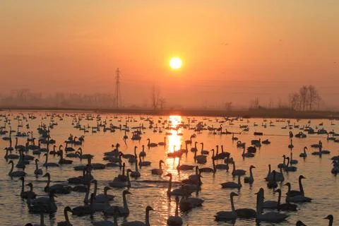 Swans lake Stock Photos