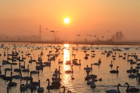 Swans lake Stock Photos